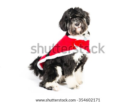 Picture of tibetan terrier with Christmas Coat