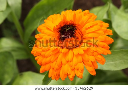 Calendula officinalis (Marigold) - Medical Herb