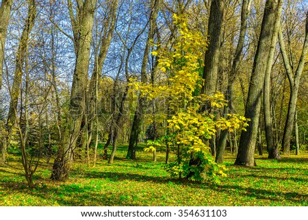 Autumn Landscape of Trees with Bare Branches and Young Colorful Maple on Green Garss with Fallen Leaves on the Sky in the Background at Sunny Day