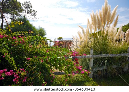 Bougainvillaea and reed on sky background. Landscape from Algarve, Portugal