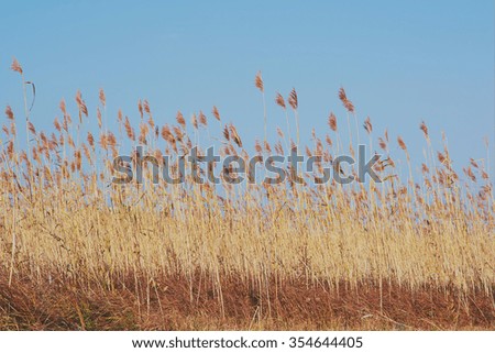 Reeds against the sky