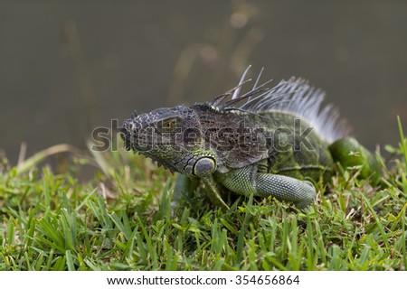 Closeup view of one tropical colorful beautiful curious american scale green reptile of iguana lizard in wildlife with crest standing on grass sunny day outdoor on natural background, horizontal photo