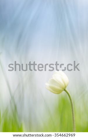 Soft picture of windflower (Anemone nemorosa) with a blurred background of grasses under forest trees, Divnogorie, Voronezh region, southern Russia