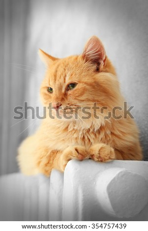 Fluffy red cat on warm radiator near grey wall