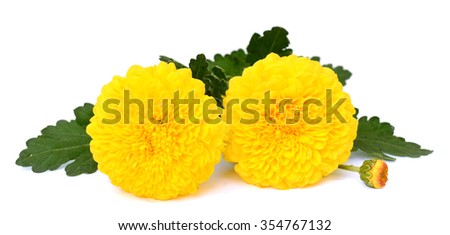 beautiful bouquet of yellow daisies flower isolated on white background