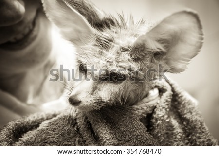 Funny disheveled fennec fox puppy with his owner on background