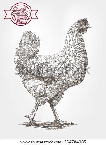 brood-hen. sketches made by hand on a gray background