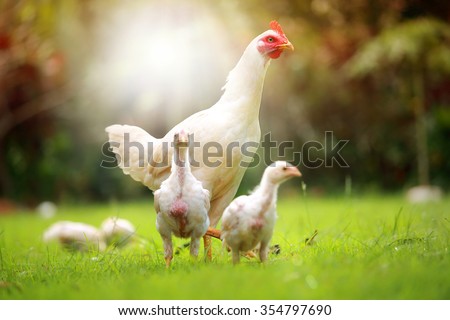 White hen and chickens in nature , free range, antibiotic and hormone free farming. Royalty-Free Stock Photo #354797690