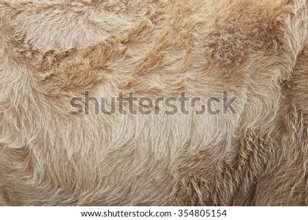 Detailed macro picture of cow skin.  texture, background.