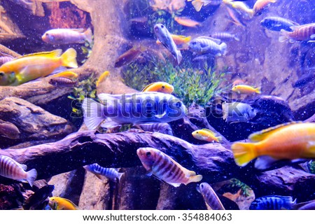 Photo Picture an Acquarium Full of Beautiful Tropical Fishes