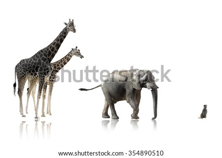african giraffes elephant and suricata isolated on white background on a shinny surface
