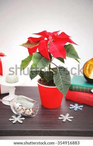 Christmas flower poinsettia and decorations on shelf with Christmas decorations, on light background