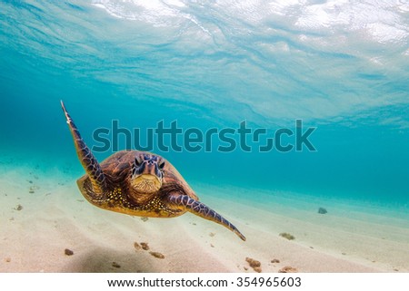 Endangered Hawaiian Green Sea Turtle cruising in the warm waters of the Pacific Ocean on Oahu's North Shore, Hawaii. Royalty-Free Stock Photo #354965603