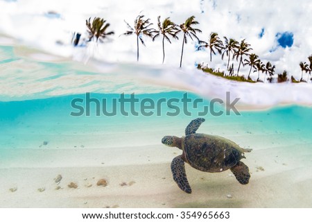 Endangered Hawaiian Green Sea Turtle cruising in the warm waters of the Pacific Ocean on Oahu's North Shore, Hawaii. Royalty-Free Stock Photo #354965663