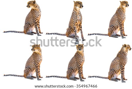 Six cheetah sitting side view and front view, on white background, isolated