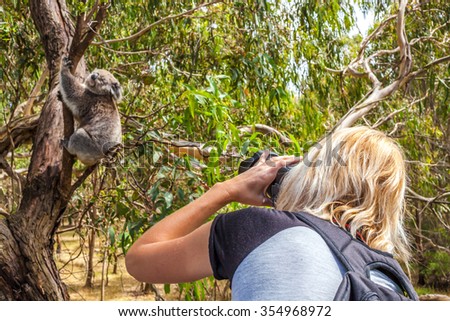Wildlife Woman photographer takes pictures of a Koala while climbing a tree at Phillip Island in the state of Victoria, Australia.