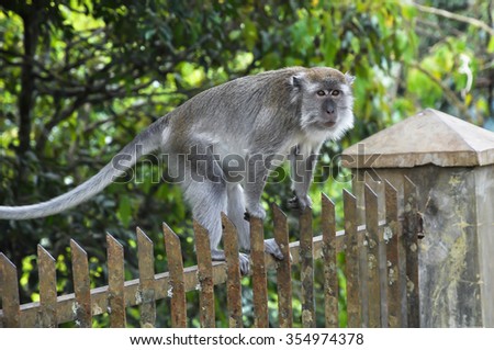 Thoughtful monkey sitting on a fence looks away.