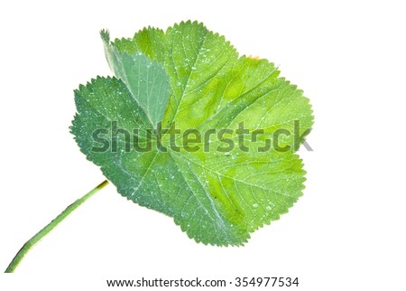 Leaf of Lady's Mantle with brilliant water drops isolated on white background
