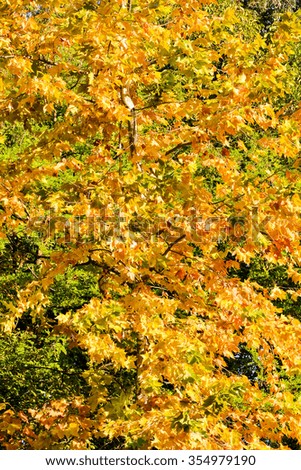 Photo Picture of Leaf Background Texture Pattern