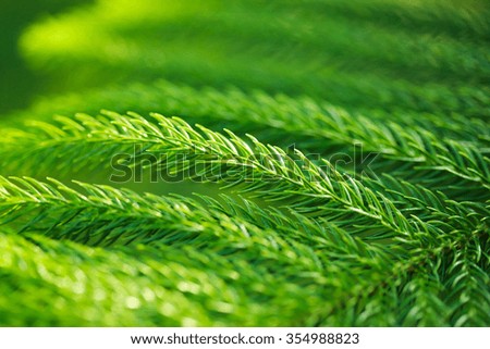 abstract of needle pine leaf detail- close up with light from behind