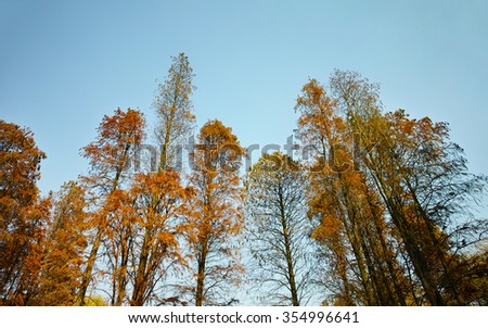 Red redwood forest in autumn, against blue sky background