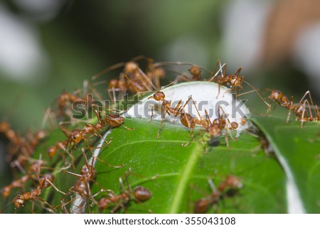 ants, carrying leaf, black background.