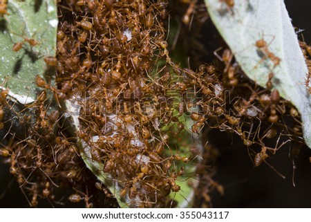ants, carrying leaf, black background.