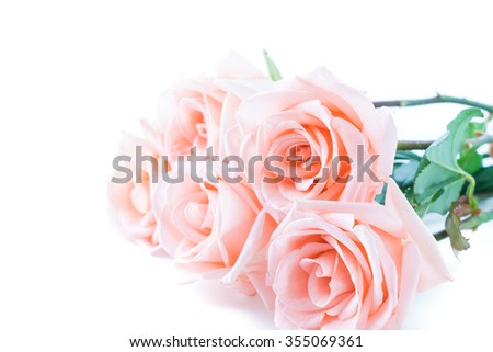 Coral rose on white background