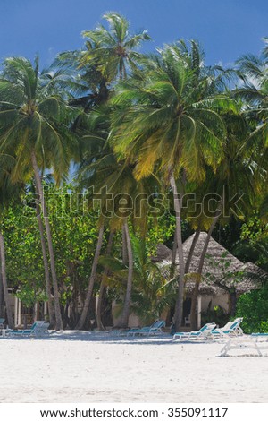 Maldives. White sand. Bounty picture. best vacation. palm trees