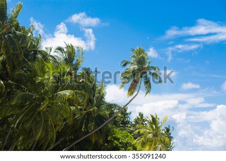 Maldives. White sand. Bounty picture. best vacation. palm trees