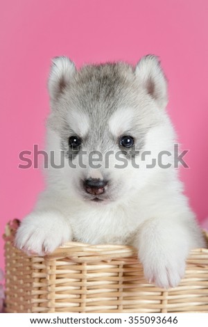 Gray Siberian husky puppy on pink background with flowers