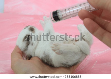 sick baby rabbit with syringe as for cure illness or on testing