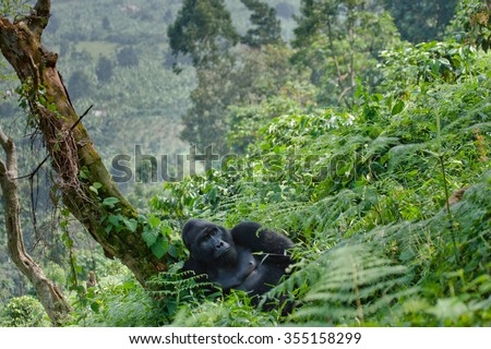 Dominant male mountain gorilla in the grass. Uganda. Bwindi Impenetrable Forest National Park.  Royalty-Free Stock Photo #355158299