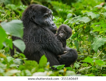 A female mountain gorilla with a baby. Uganda. Bwindi Impenetrable Forest National Park. Royalty-Free Stock Photo #355160669