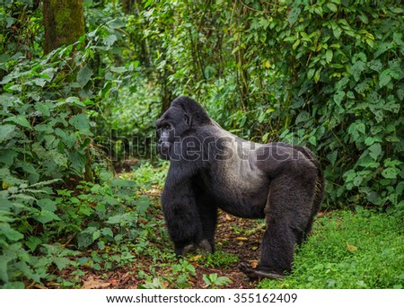 Dominant male mountain gorilla in rainforest. Uganda. Bwindi Impenetrable Forest National Park. An excellent illustration. Royalty-Free Stock Photo #355162409