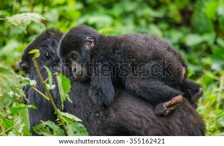 A female mountain gorilla with a baby. Uganda. Bwindi Impenetrable Forest National Park. Royalty-Free Stock Photo #355162421
