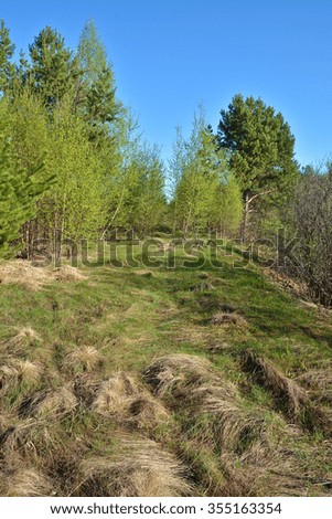 Spring landscape. Spring nature national Park "Ryazan Meschera".