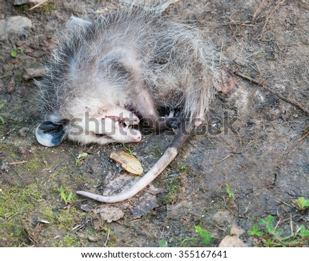 Live Opossum Playing Dead lying on the ground.