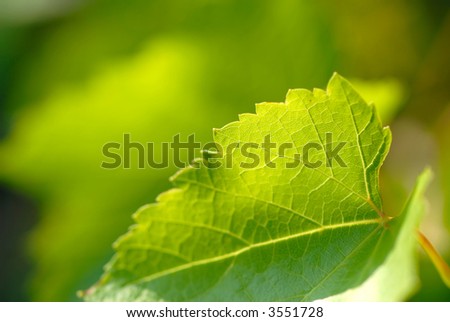 green leaves of  grapes are covered by solar beams, close up