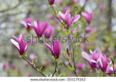 beautiful flower magnolia in the park
