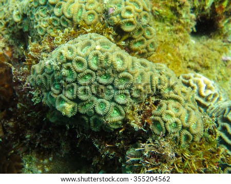 Closed up to polyp coral, Favia