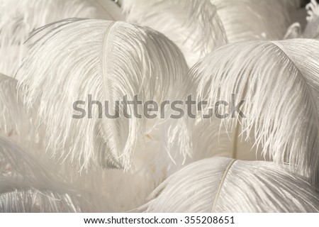 white ostrich feather background,gatsby concept,wedding concept Royalty-Free Stock Photo #355208651