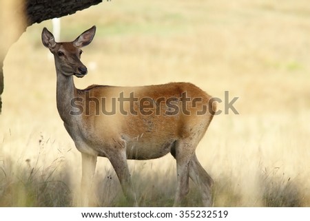 female red deer in a glade ( Cervus elaphus )