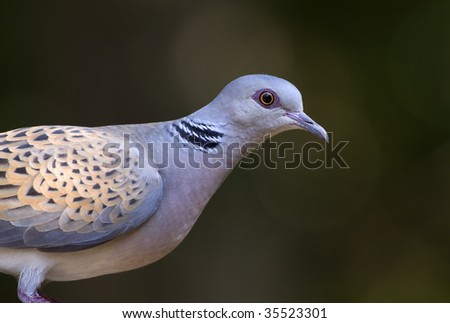 Beautiful pigeon portrait (Streptopelia turtur)