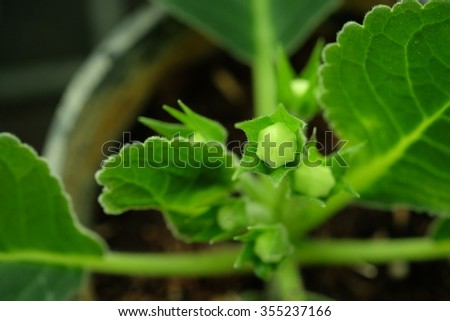 Young African violet, Saintpaulia, in a hydroponics