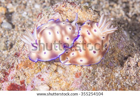 Colorful Nudibranch crawling slowly on coral seafloor of Anilao, the Philippines.