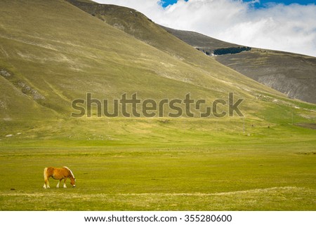 Horse and green valley