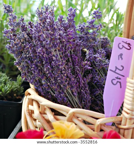 Bunches of fresh lavender in a basket for sale at a farmer's market in summer