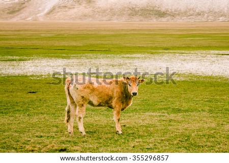 Cow and field