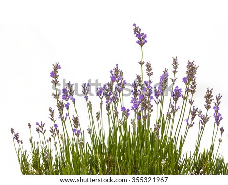Growing lavender on a white background isolation Royalty-Free Stock Photo #355321967